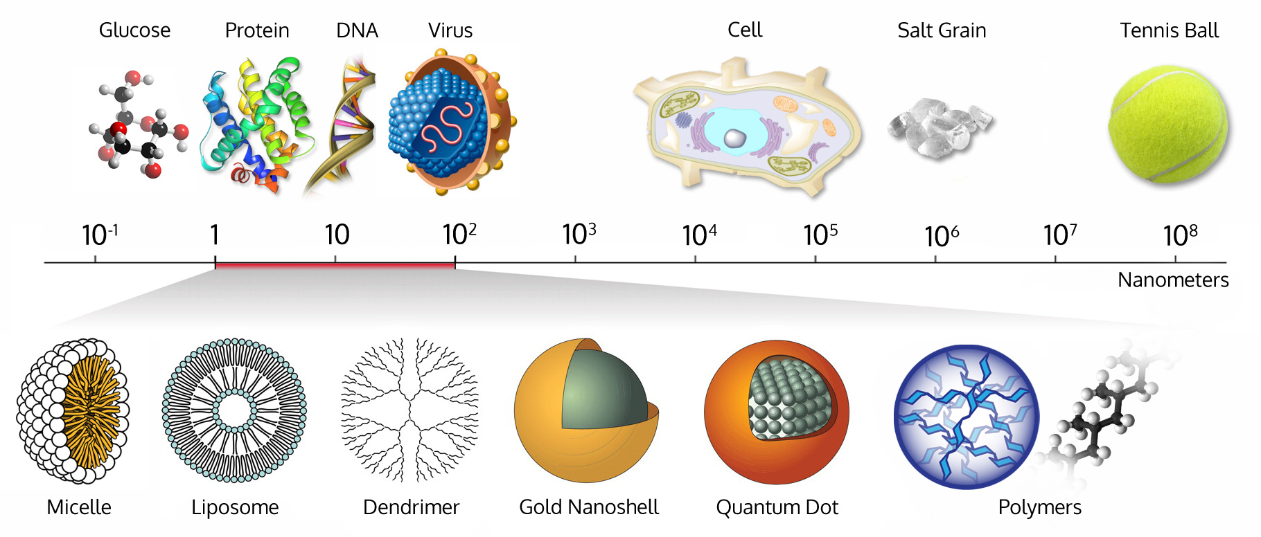 Size-comparison-Bio-nanoparticles nanometer scale comparison